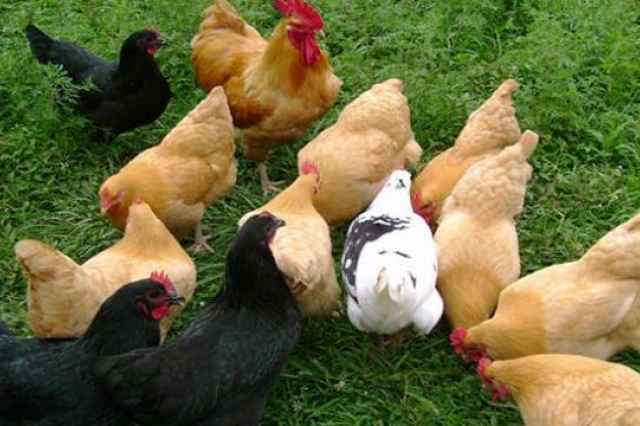 قیمت مرغ تخمگذار بومی ۵ ماهه - سپید طیور